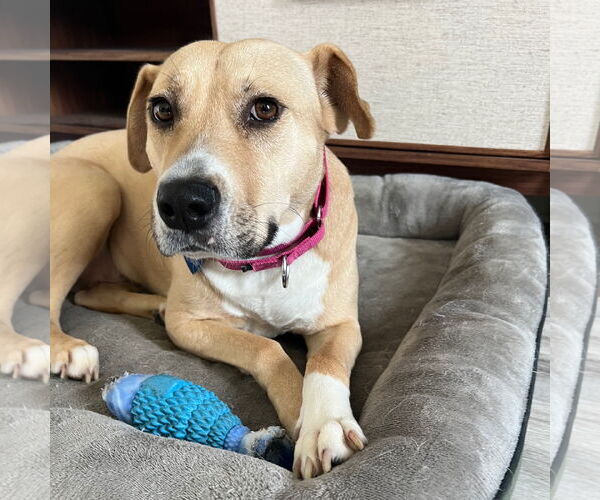 Medium Photo #2 Mutt Puppy For Sale in Fargo, ND, USA