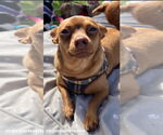 Small #1 Chihuahua