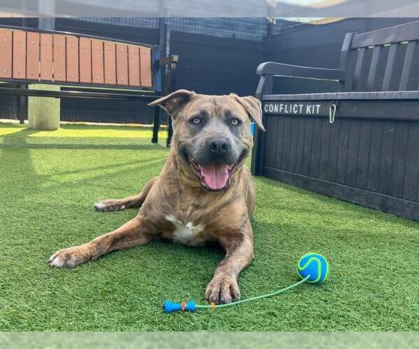 Medium Photo #4 Mutt Puppy For Sale in Orange, CA, USA
