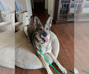 German Shepherd Dog Dogs for adoption in Stephens City, VA, USA