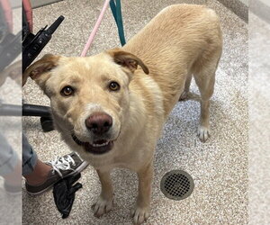 German Shepherd Dog-Unknown Mix Dogs for adoption in Pueblo, CO, USA