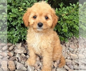 Cavapoo (Miniature) Puppy for sale in NEWPORT, PA, USA