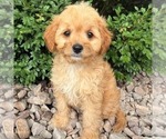 Small Cavapoo (Miniature)