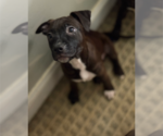 Small #9 Staffordshire Bull Terrier Mix
