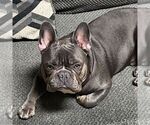 Small Photo #1 French Bulldog Puppy For Sale in YORK, PA, USA