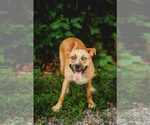 Small #5 Australian Shepherd Mix