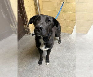 German Shepherd Dog Dogs for adoption in Stockton, CA, USA