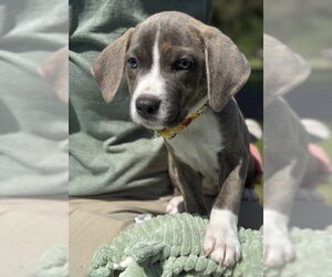Mutt Dogs for adoption in Warrenton, VA, USA