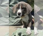 Small Mutt