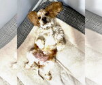 Small #3 Cocker Spaniel