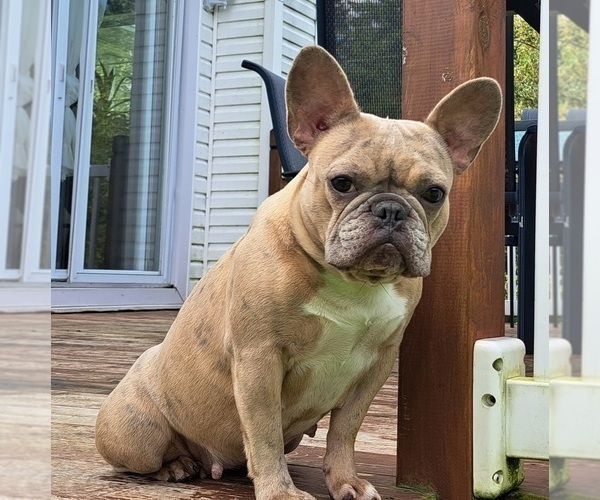 Medium Photo #1 French Bulldog Puppy For Sale in GUILFORD, ME, USA
