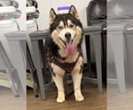 Small #5 Siberian Husky