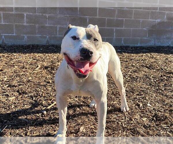 Medium Photo #1 Mutt Puppy For Sale in Orange, CA, USA