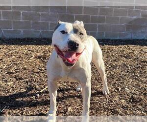 Mutt Dogs for adoption in Orange, CA, USA