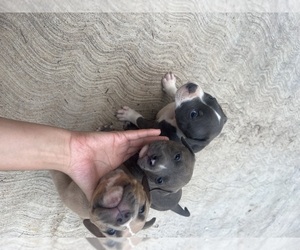 American Bully Puppy for sale in SANFORD, NC, USA