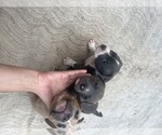 Small American Bully
