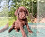 Puppy Orange Labrador Retriever