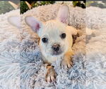 Small #4 French Bulldog