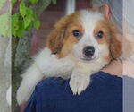 Small #5 Australian Shepherd Mix
