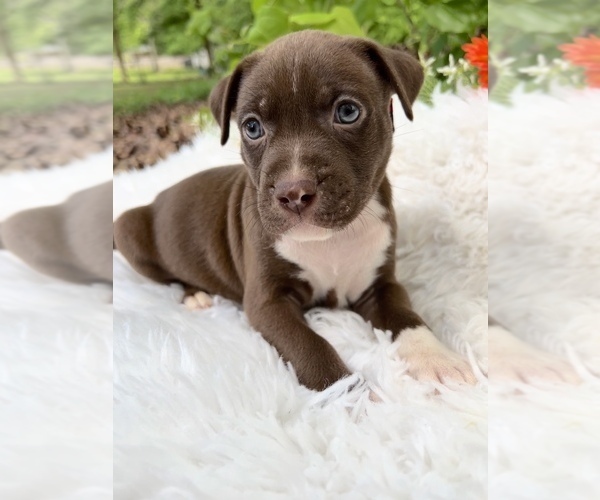 Medium Photo #1 American Pit Bull Terrier Puppy For Sale in WINDER, GA, USA