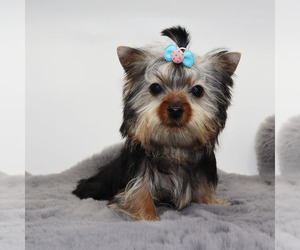Yorkshire Terrier Puppy for sale in LOS ANGELES, CA, USA