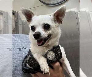Chihuahua-Unknown Mix Dogs for adoption in Grand Prairie, TX, USA