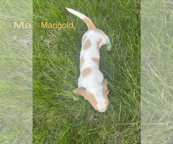 Medium Photo #3 Basset Hound Puppy For Sale in MARTINSVILLE, VA, USA