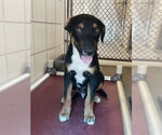 Small #1 Labrador Retriever