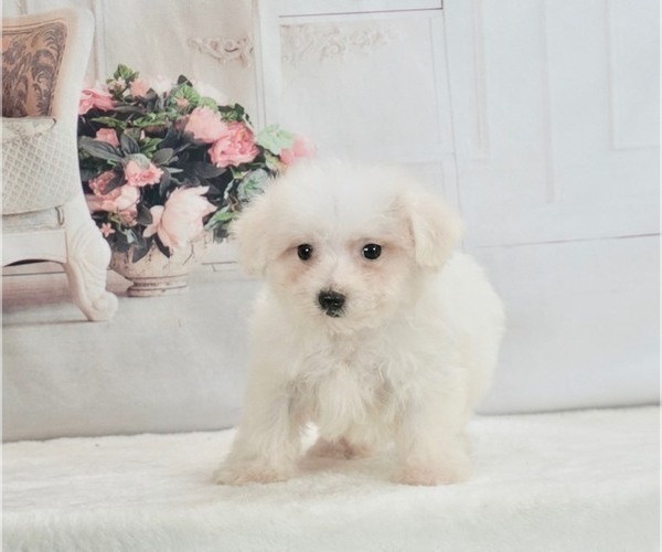 Medium Photo #3 Maltese Puppy For Sale in WARSAW, IN, USA