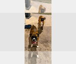 Major II - Male Boxer Dog for Adoption - Small photo