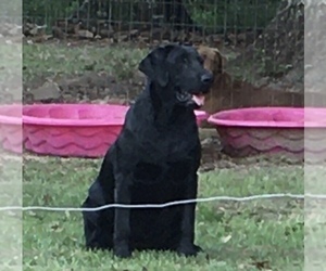 Mother of the Labrador Retriever puppies born on 05/22/2025