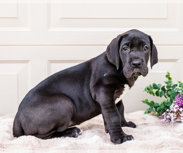 Medium Photo #3 Great Dane Puppy For Sale in WAKARUSA, IN, USA
