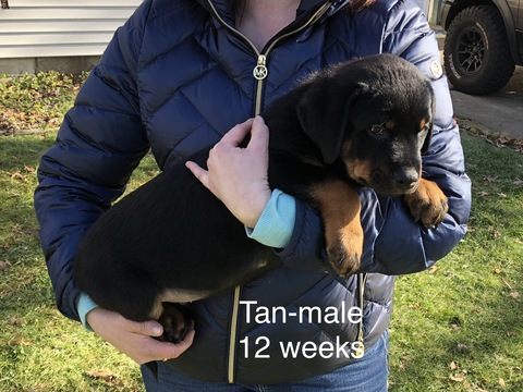 Medium Photo #10 Rottweiler Puppy For Sale in WADSWORTH, OH, USA