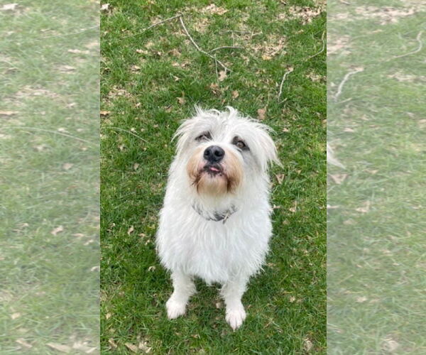 Medium Photo #1 Mutt Puppy For Sale in Germantown, OH, USA