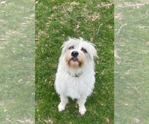 Mutt Dogs for adoption in Germantown, OH, USA