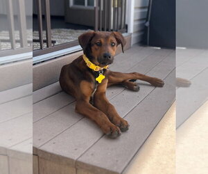 Doberman Pinscher-Unknown Mix Dogs for adoption in Sandy, UT, USA