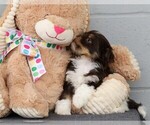 Small Photo #2 Havanese Puppy For Sale in FREDERICKSBG, OH, USA