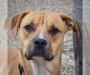 Brinkley - Male Anatolian Shepherd-Boxer Mix Dog for Adoption - Photo #5