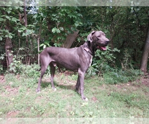 Father of the Great Dane puppies born on 08/13/2026