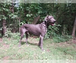 Small Photo #1 Great Dane Puppy For Sale in CONWAY, AR, USA