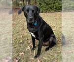 Quincey - Male Mutt Dog for Adoption - Small photo