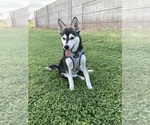 Small #2 Alaskan Klee Kai