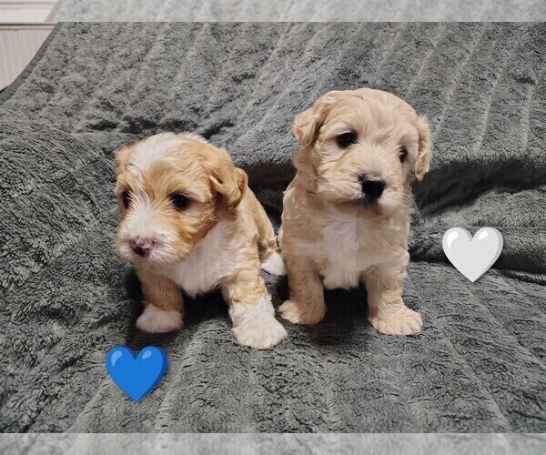 Medium Photo #1 Maltipoo (Miniature) Puppy For Sale in SAN ANTONIO, TX, USA