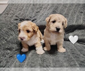 Maltipoo (Miniature) Puppy for sale in SAN ANTONIO, TX, USA