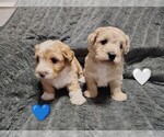 Small Maltipoo (Miniature)