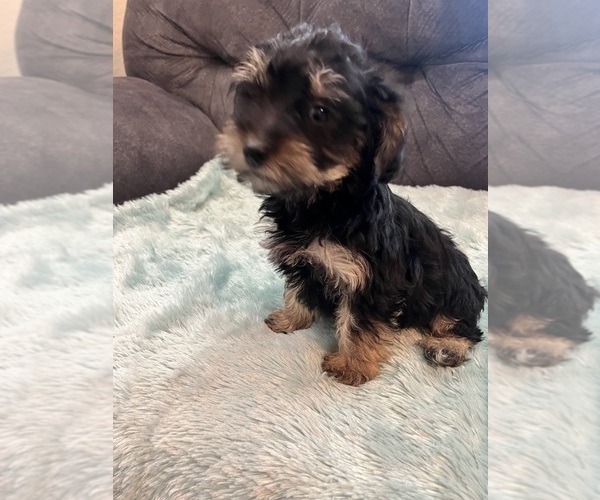 Medium Photo #2 YorkiePoo Puppy For Sale in CASTROVILLE, TX, USA