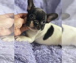 Small Photo #6 French Bulldog Puppy For Sale in HAMDEN, CT, USA