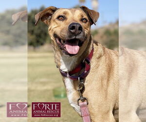 German Shepherd Dog-Rhodesian Ridgeback Mix Dogs for adoption in Marina del Rey, CA, USA
