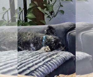 Biff - Male Poodle (Standard)-Unknown Mix Dog for Adoption - Photo #3