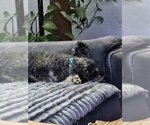 Small Photo #3 Poodle (Standard)-Unknown Mix Puppy For Sale in New London, WI, USA